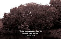 The Fruit of Our Life