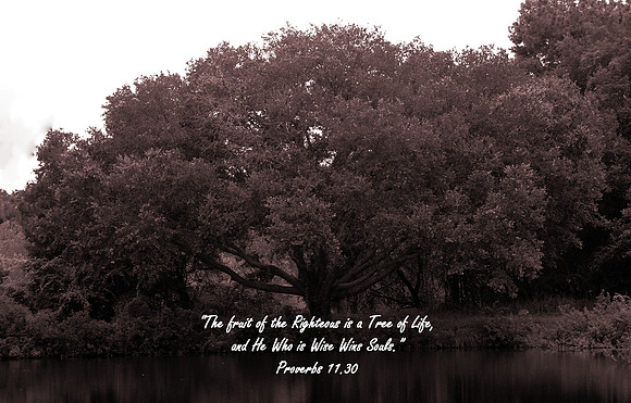 The Fruit of Our Life