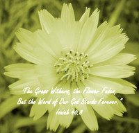 Fading Flower