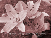 Lily Among Thorns
