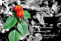 A Flower Fades